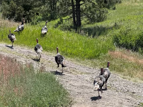 tbd Powerline Rd, Cascade, MT 59421 photo 15