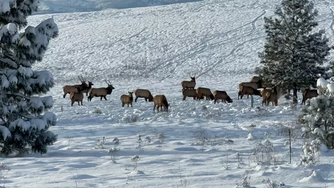 Other - 233 Acres Ln, Eureka, MT 59917 photo 23 of 25