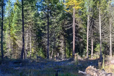 209 Turtle Trl, Eureka, MT 59917 photo 27
