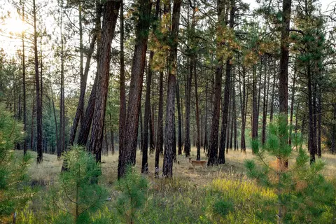 0 Boulder Ln, Eureka, MT 59917 photo 24