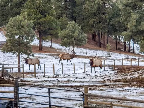 Other - 5 Alpine Valley Ln, Clancy, MT 59634 photo 50 of 60