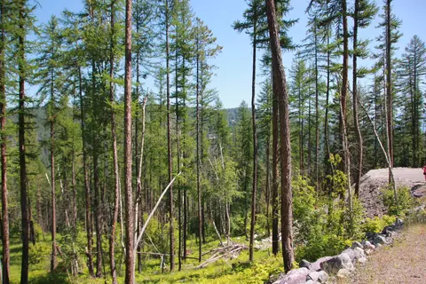 237 Timberjack Trl, Bigfork, MT 59911 photo 8