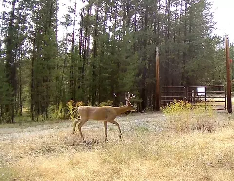 360 Discovery Loop, Marion, MT 59925 photo 8