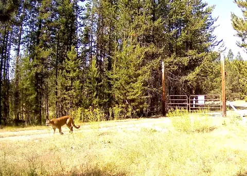 360 Discovery Loop, Marion, MT 59925 photo 9