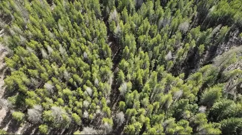 Nhn Iron Horse Road, Trego, MT 59934