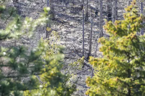 Clark Fork River Sporting Ranch, Superior, MT 59872 photo 34