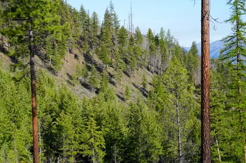Clark Fork River Sporting Ranch, Superior, MT 59872 photo 26