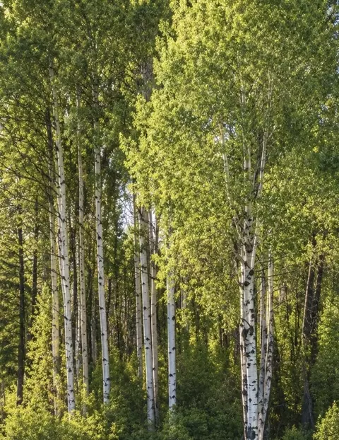 Other - 281 Dolphin Way, Libby, MT 59923 photo 5 of 14