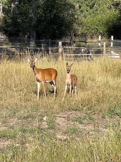 Other - 281 Dolphin Way, Libby, MT 59923 photo 12 of 14