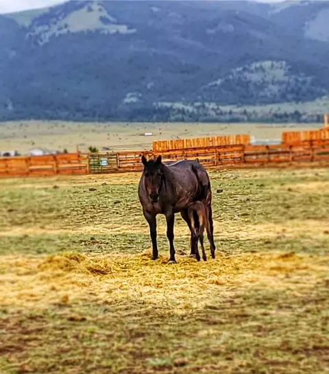 Other - 2733 Mt Highway 69, Boulder, MT 59632 photo 21 of 22
