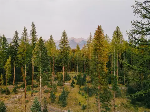 Nhn Styler Drive, Condon, MT 59826