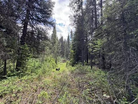 768 Deep Woods Trl, Polebridge, MT 59928 photo 4