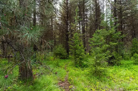 58 Loon Connector Rd, Libby, MT 59923 photo 16