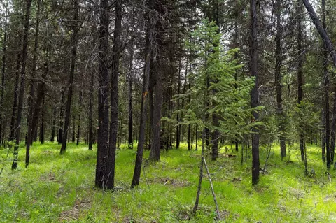 58 Loon Connector Rd, Libby, MT 59923 photo 18