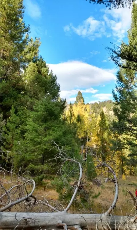 Nhn Hoover Creek Road, Helmville, MT 59843