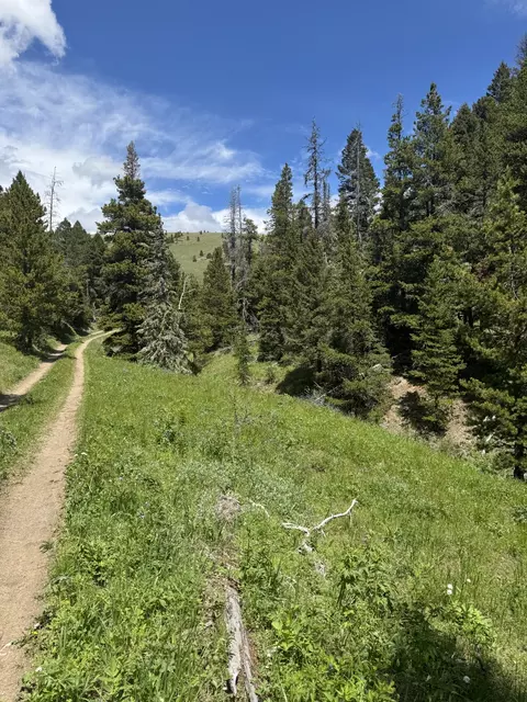 Nhn Cadotte Creek Road, Lincoln, MT 59639