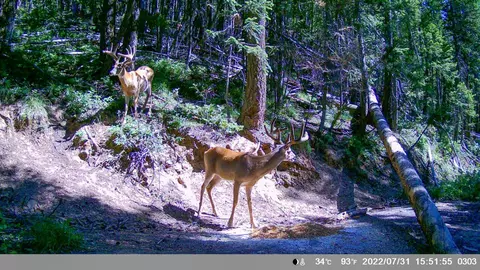 Tract 1 Pardee Flat Road, Superior, MT 59872 photo 20