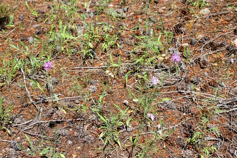 Tract 1 Pardee Flat Road, Superior, MT 59872 photo 24
