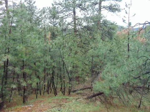 tbd Shady Spgs, Cascade, MT 59421 photo 42