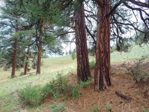 tbd Shady Spgs, Cascade, MT 59421 photo 7