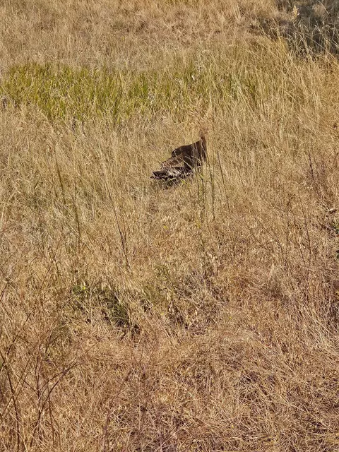 Other - 16 Mule Trail Rd, Clancy, MT 59634 photo 9 of 25