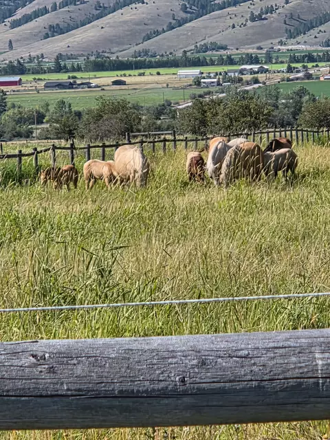 Other - 1396 Thunder Rd, Arlee, MT 59821 photo 16 of 18
