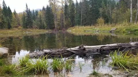 View/Area - 4332 Grave Creek Rd, Eureka, MT 59917 photo 3 of 3