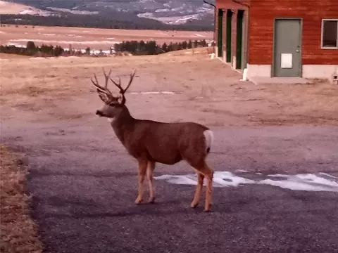 Exterior - 5833 Us Highway 89, Belt, MT 59412 photo 13 of 16