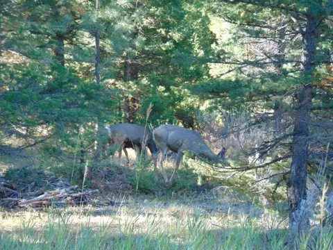 Other - 8872 Elk Trail Loop, Lincoln, MT 59639 photo 5 of 35