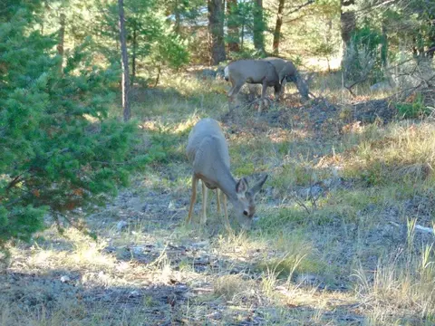 Other - 8872 Elk Trail Loop, Lincoln, MT 59639 photo 2 of 35