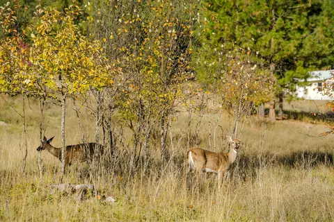 Other - Kna Mack Road, Libby, MT 59923 photo 8 of 10