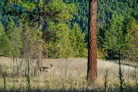 Other - Kna Mack Road, Libby, MT 59923 photo 6 of 10