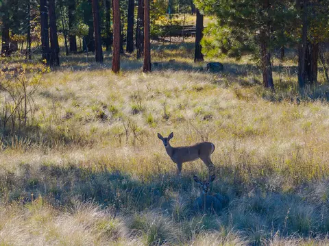 Other - Kna Mack Road, Libby, MT 59923 photo 4 of 10