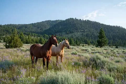 40 Cataract Creek Rd, Basin, MT 59631 photo 3