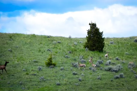 Nhn Patterson Road, Butte, MT 59701