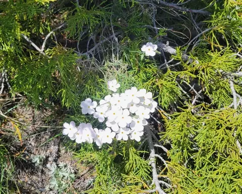Undisclosed, Alder, MT 59710 photo 28