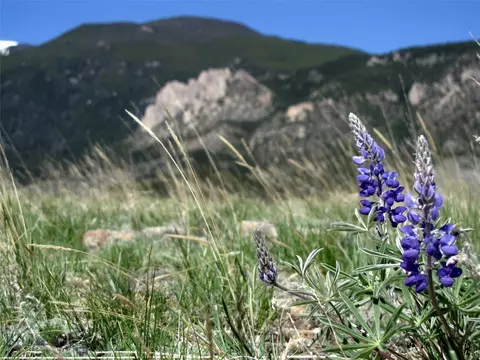 305 Gold Creek Rd, Belfry, MT 59008