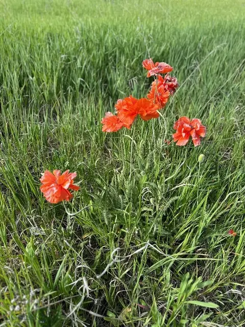 tbd Johnson Rd, Bozeman, MT 59718 photo 15