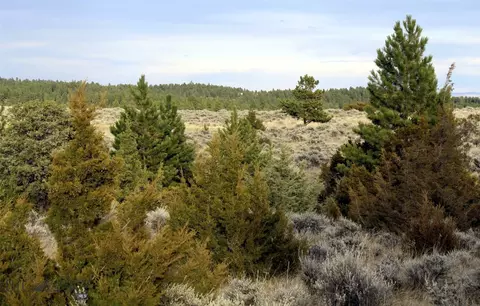 tbd Pine Crest Rd, Columbus, MT 59019 photo 23