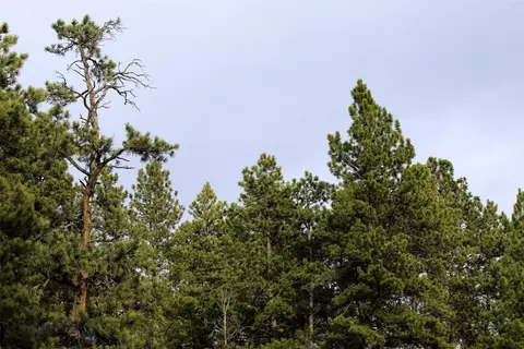 tbd Pine Crest Rd, Columbus, MT 59019 photo 39