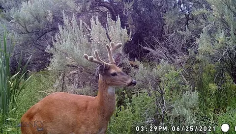 tbd Rio Ln, Belfry, MT 59008 photo 30