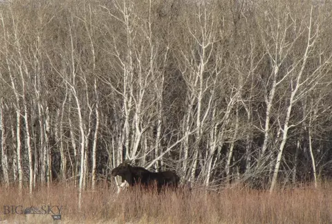 tbd Rio Ln, Belfry, MT 59008 photo 32