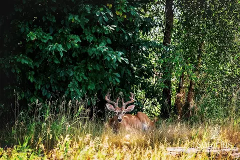 20 Prairie Grass #B, Bozeman, MT 59718 photo 51