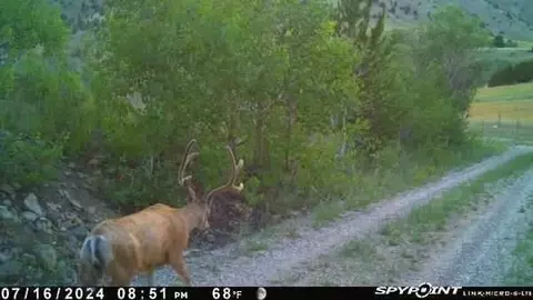 1131 Outlaw Trl, Anaconda, MT 58711