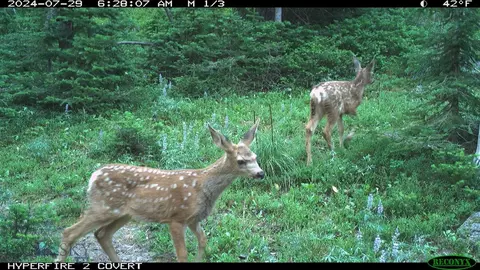 Nhn Jack Creek, Basin, MT 59631 photo 10
