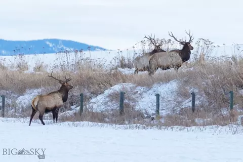 Other - 855 Deer Path, Bozeman, MT 59718 photo 17 of 20