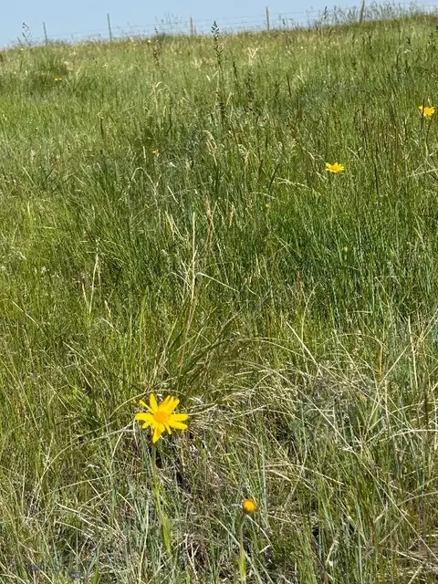 tbd Ubet Rd, Buffalo, MT 59418 photo 7