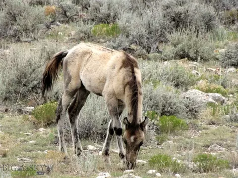 tbd Deadman Creek Rd, Bridger, MT 59014 photo 52