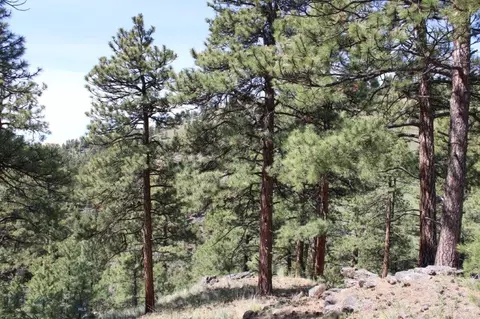 6 Pine Coulee, Cascade, MT 59421 photo 11