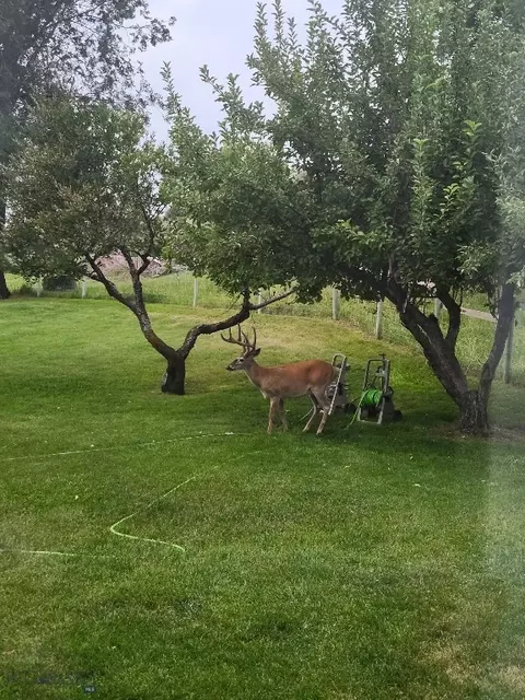 Other - Undisclosed, Whitehall, MT 59759 photo 8 of 19